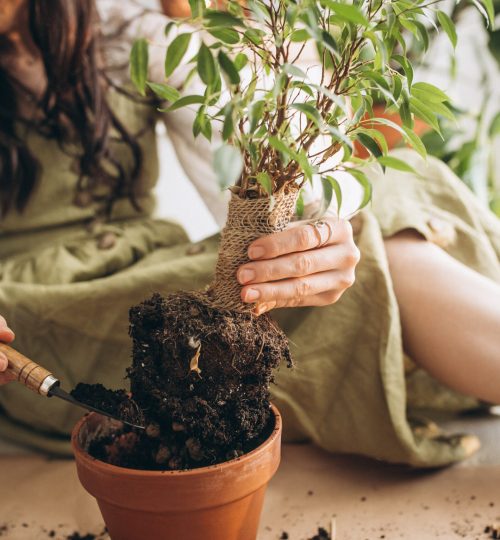 Young woman cultivating plants at home